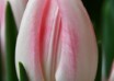 Tulipa Serine (3)